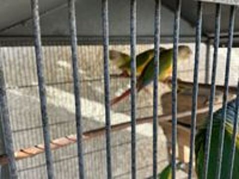   Oiseaux pour élever à la main  