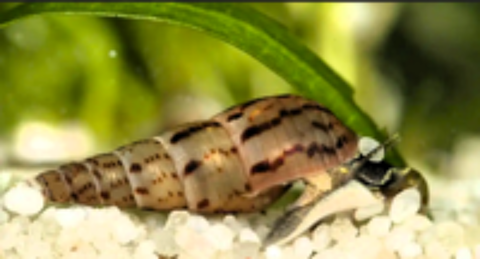   Escargot Malais Mélanoïde Tuberculata mangeur d'algues 