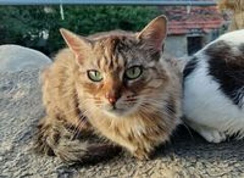   Lyne, chatte tigrée à poils mi longs 