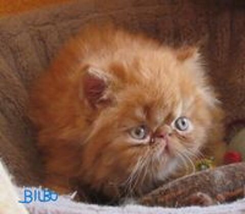   2 CHATONS PERSANS LOOF A RESERVER 