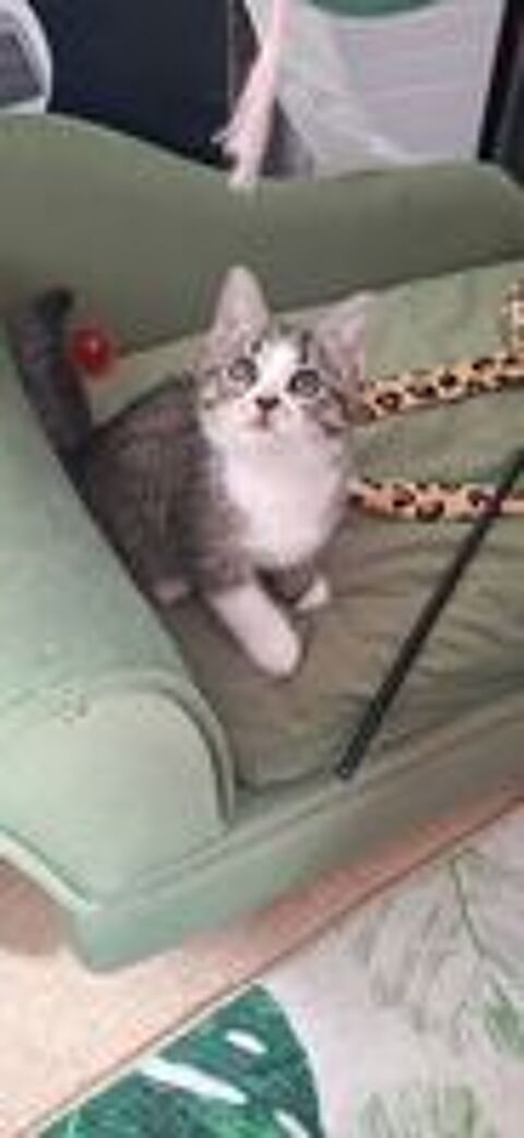   Chaton a placer 