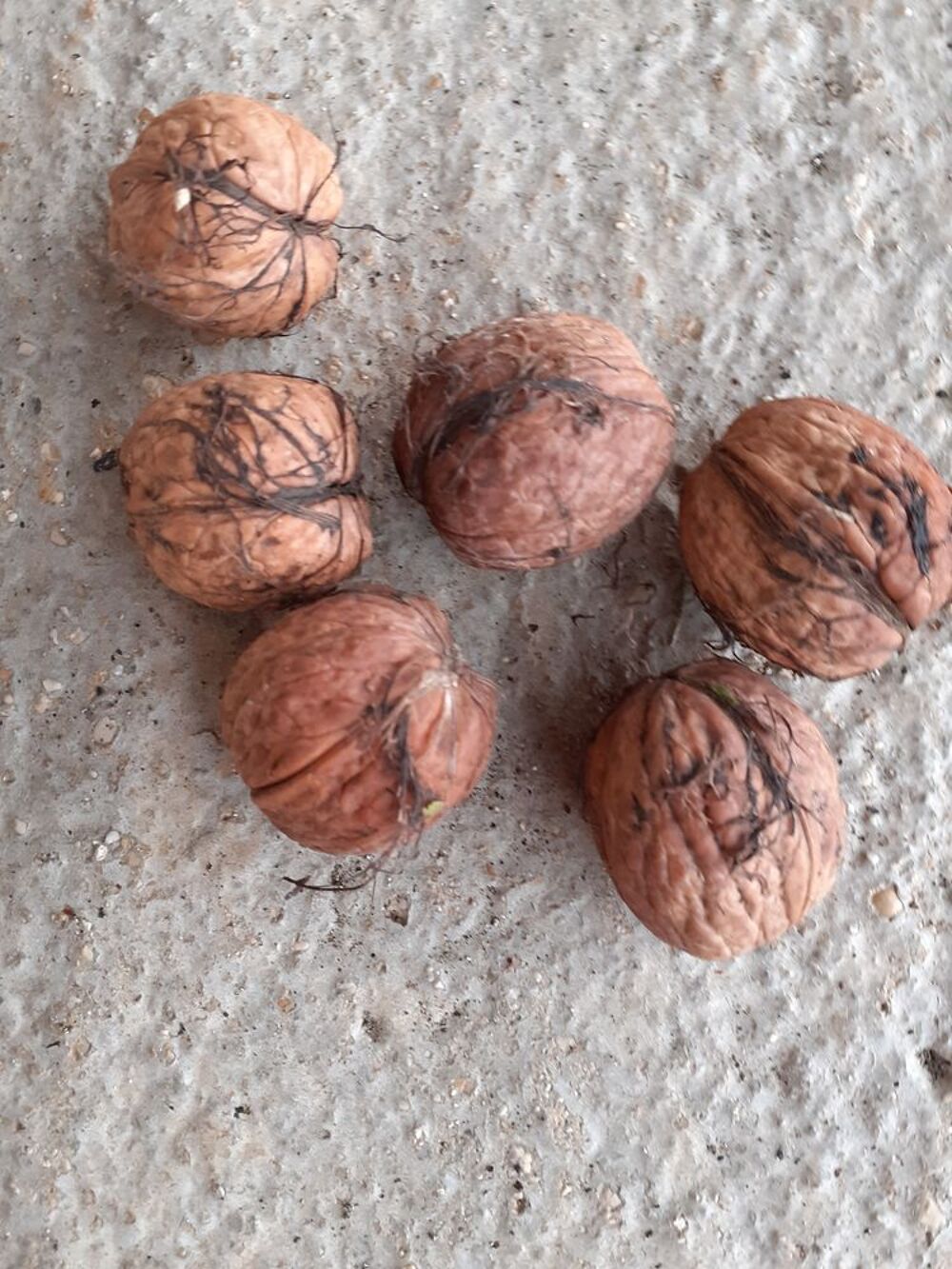 300kg noiix Jardin