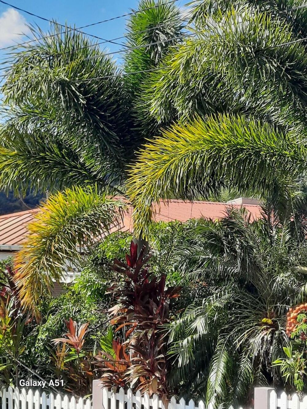 Jeunes palmiers queue de renard Jardin