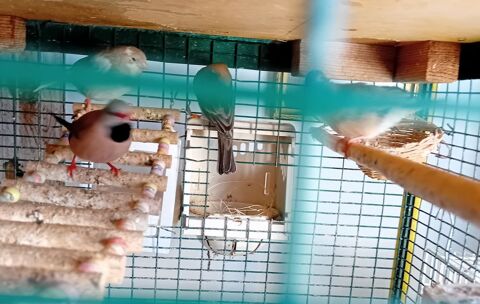 Cherche femelle Diamand a longue queue ( heck) 35 34120 P�zenas