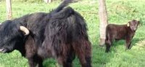   Veau Highland male 