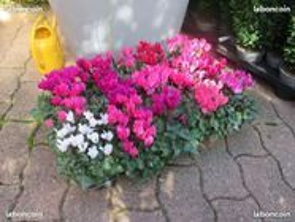 1 cyclamen achet&eacute; = 1 offert en plus Jardin