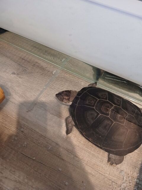 Don tortue pelomedusa 0 71000 Varennes-l�s-m�con