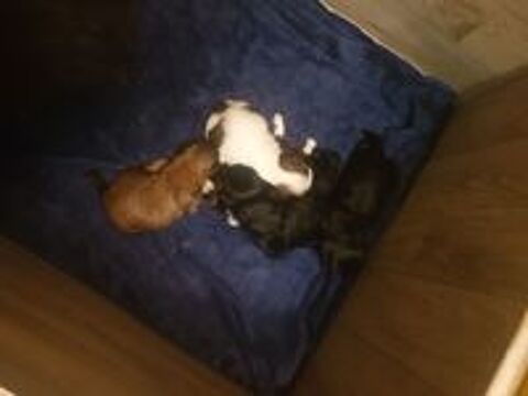   Chiots shih-tzu  