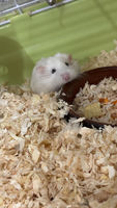   hamster femelle 