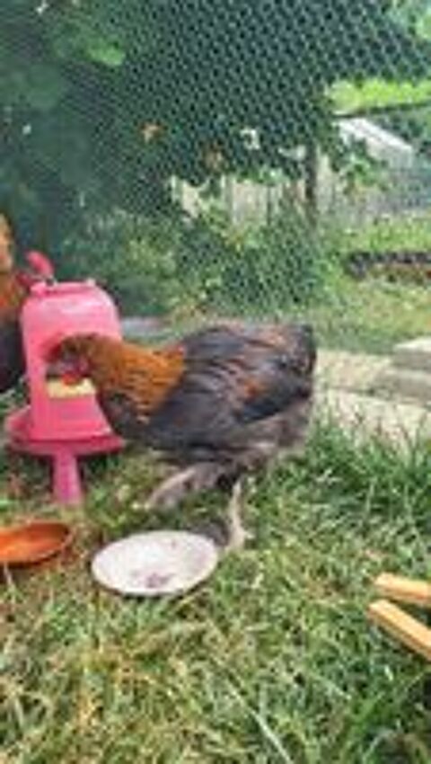   Coq marans agé de 2 mois 