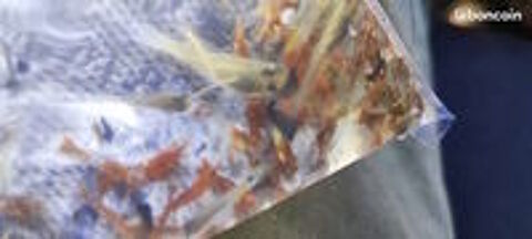   lot de crevettes d'aquarium d'eau douce  