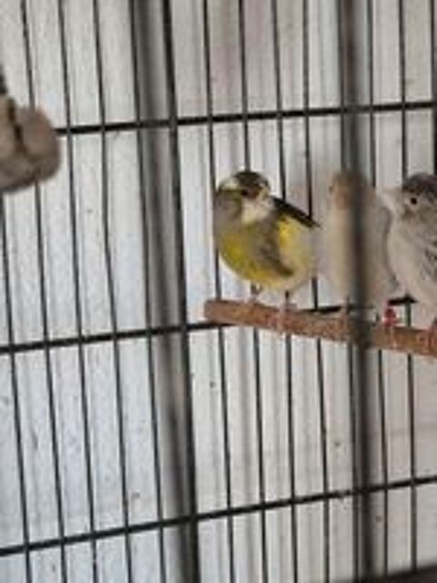   Femelles canari 2025 
