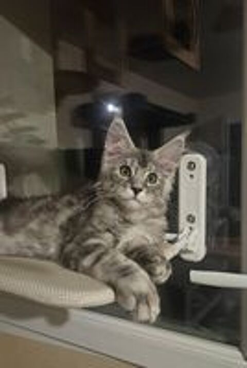   maine coon loof 