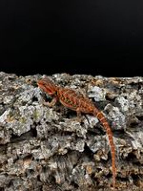   POGONA VITTICEPS 