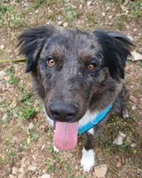   Nanouk est à l'adoption! 
