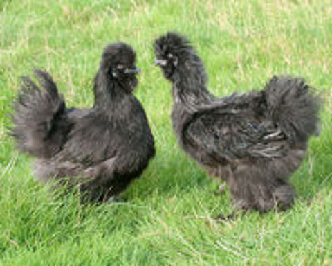   Oeufs à couver de poules de Soie 
À venir chercher  