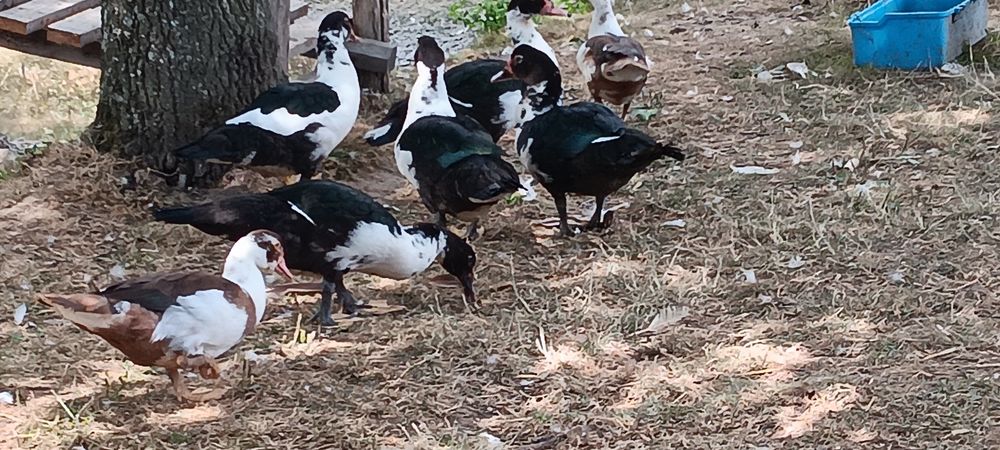   couple de jeune canard, Environ 3 mois. 