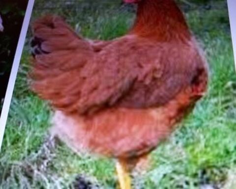 poules pondeuses 15 85220 Saint-maixent-sur-vie