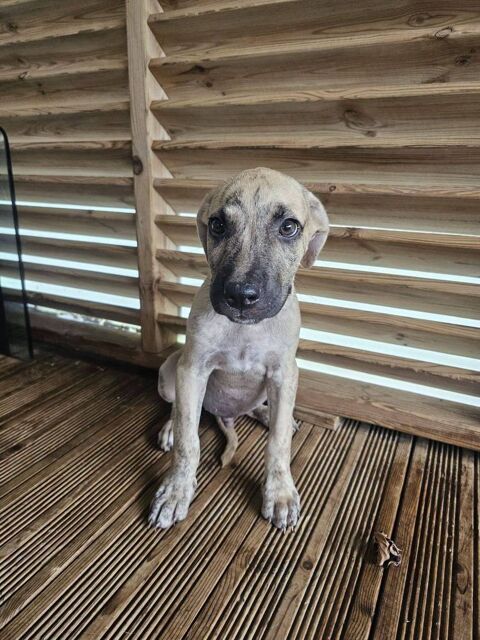 Fenzo, M&acirc;le, X Berger, n&eacute; le 24/04/2026 🐶 300 77000 Livry-sur-seine