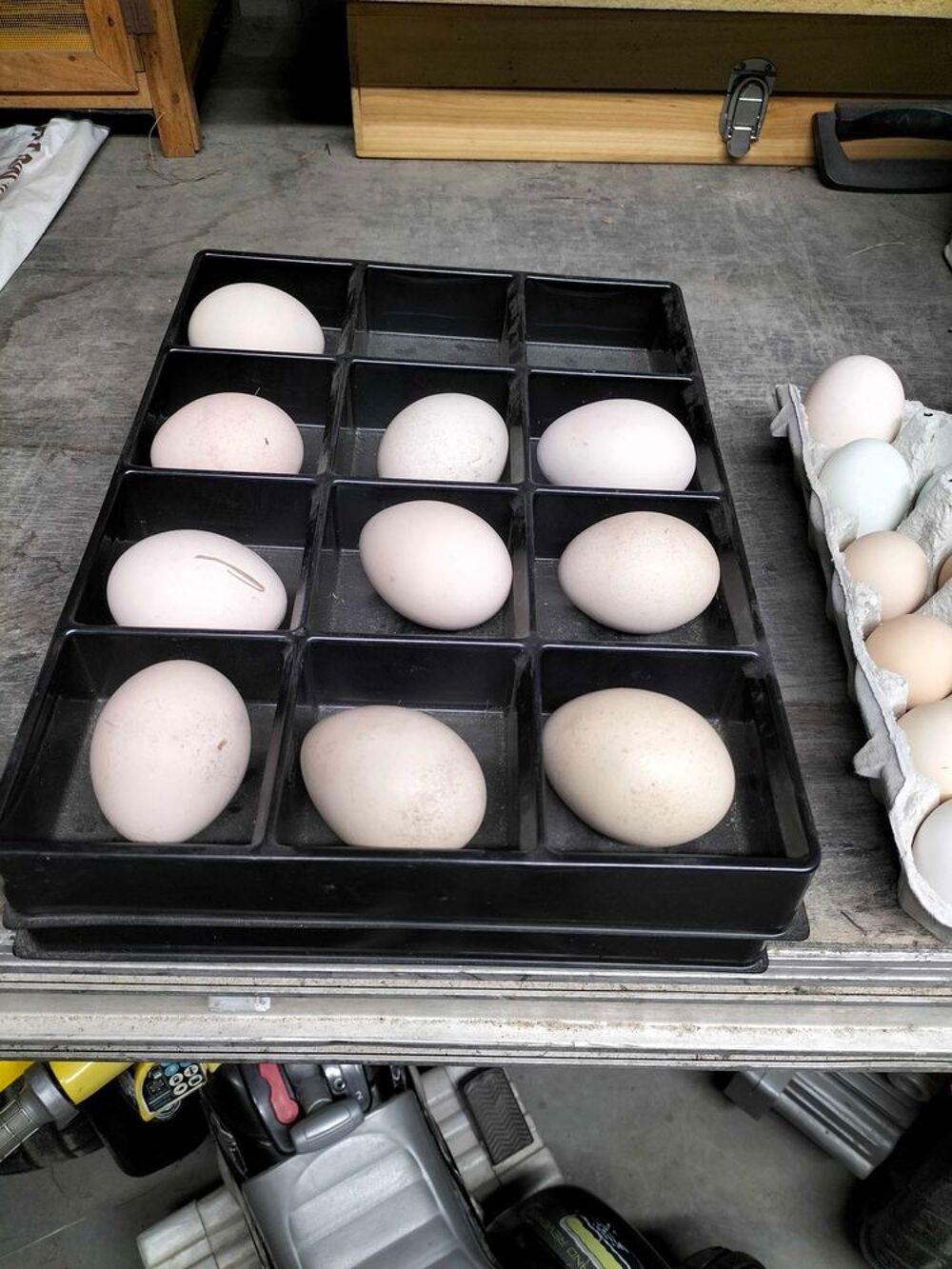   oeufs de paons bleu 