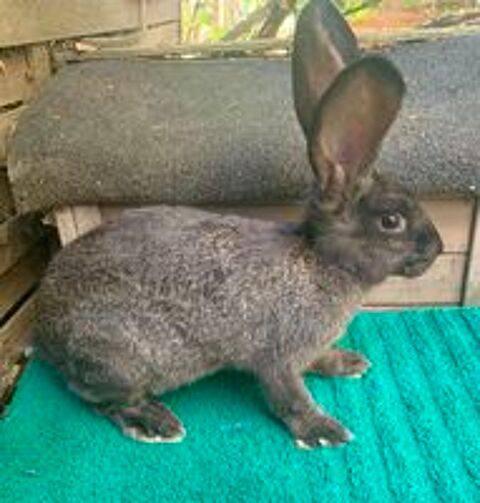   Lapine Géante  