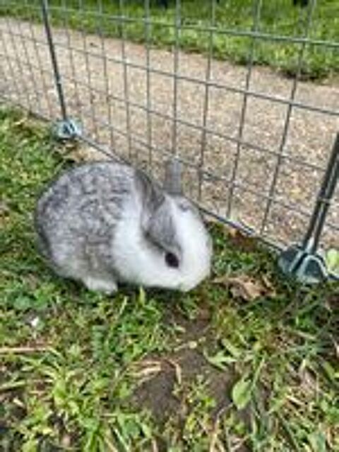   Bébé lapin nain tête de lion 