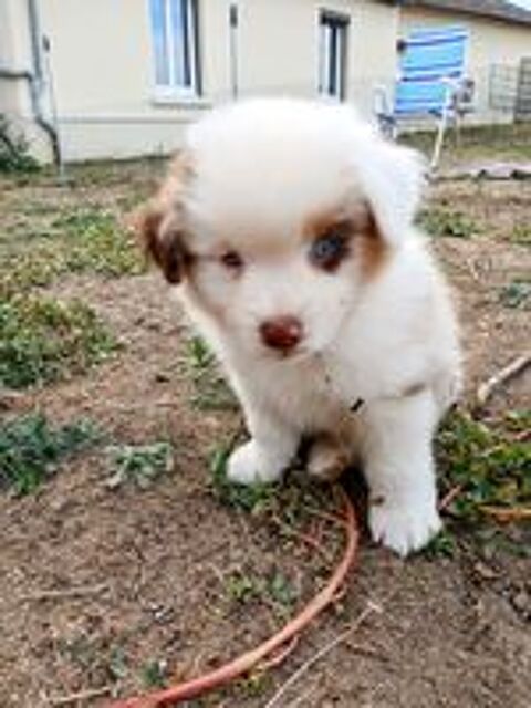   Chiot Berger Américain Miniatur 