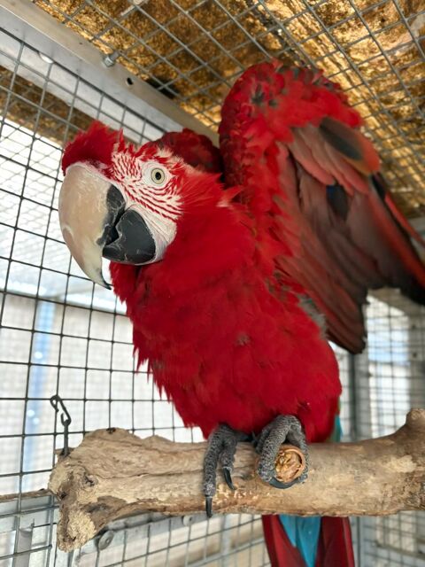 Femelle Ara Chloropt&egrave;re EAM 2000 13113 Lamanon