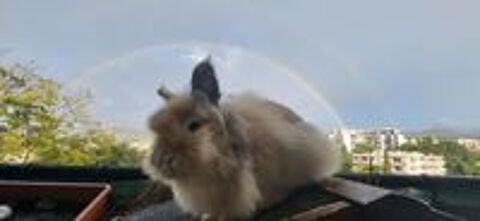   Donne lapine t�te de lion 1 an 