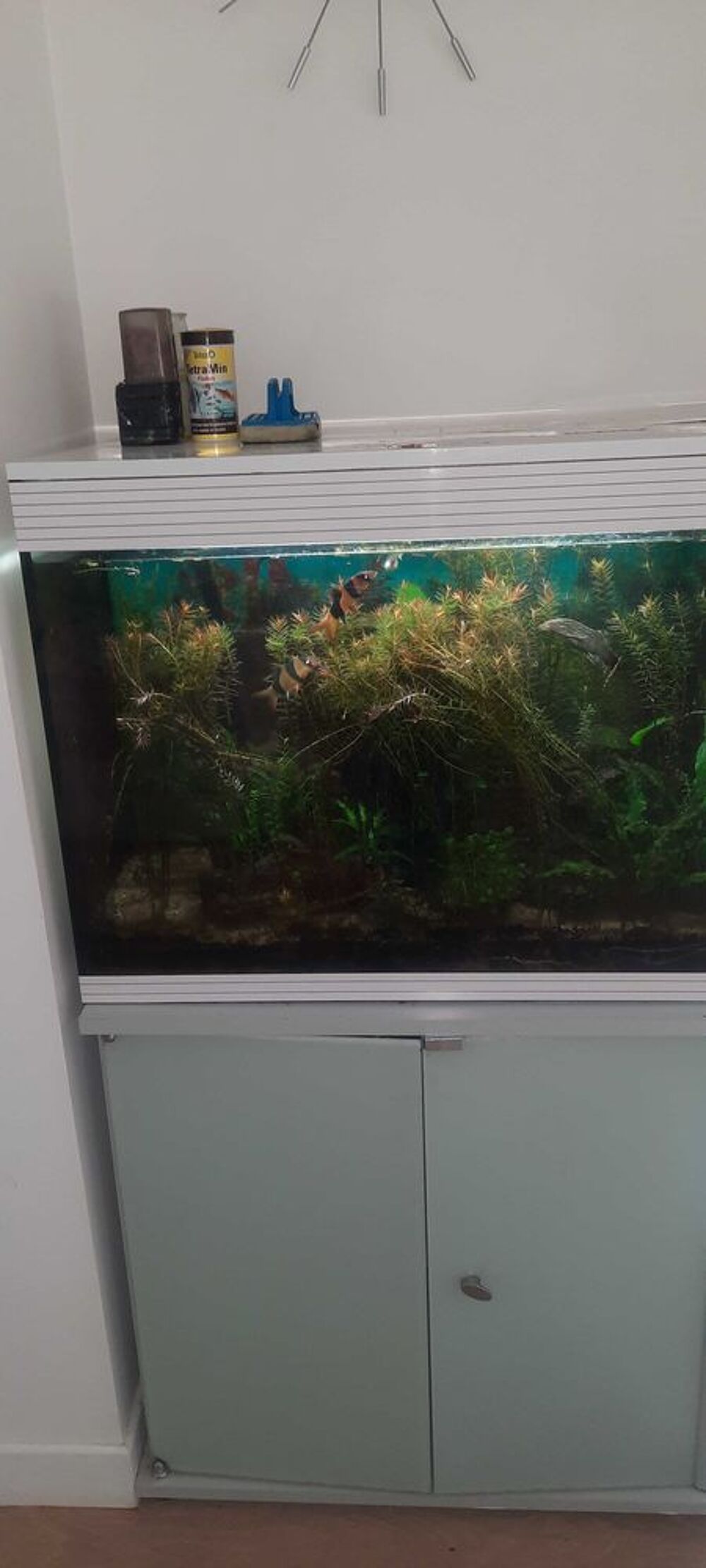 aquarium Décoration
