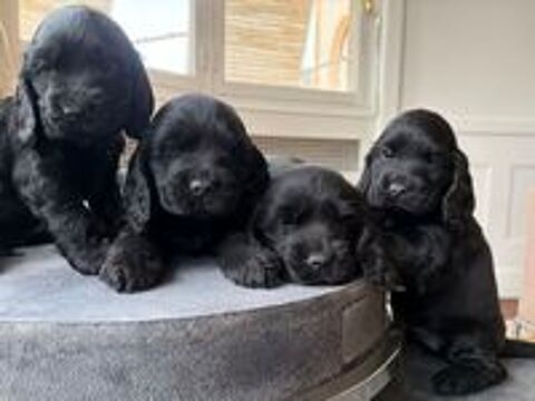   chiots cockers anglais lof 