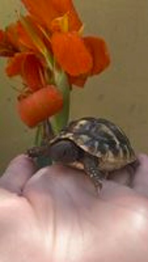   Tortue de terre - 1 an bébé  