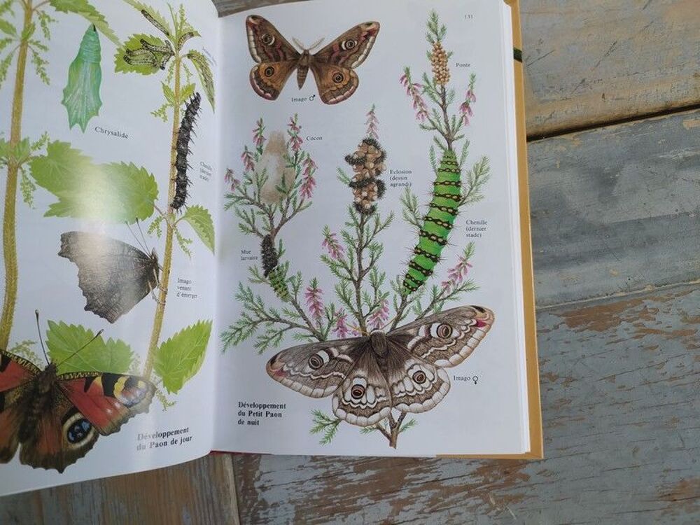 Livre Delachaux et Niestl&eacute; Guide des Chenilles d'Europe
Livres et BD