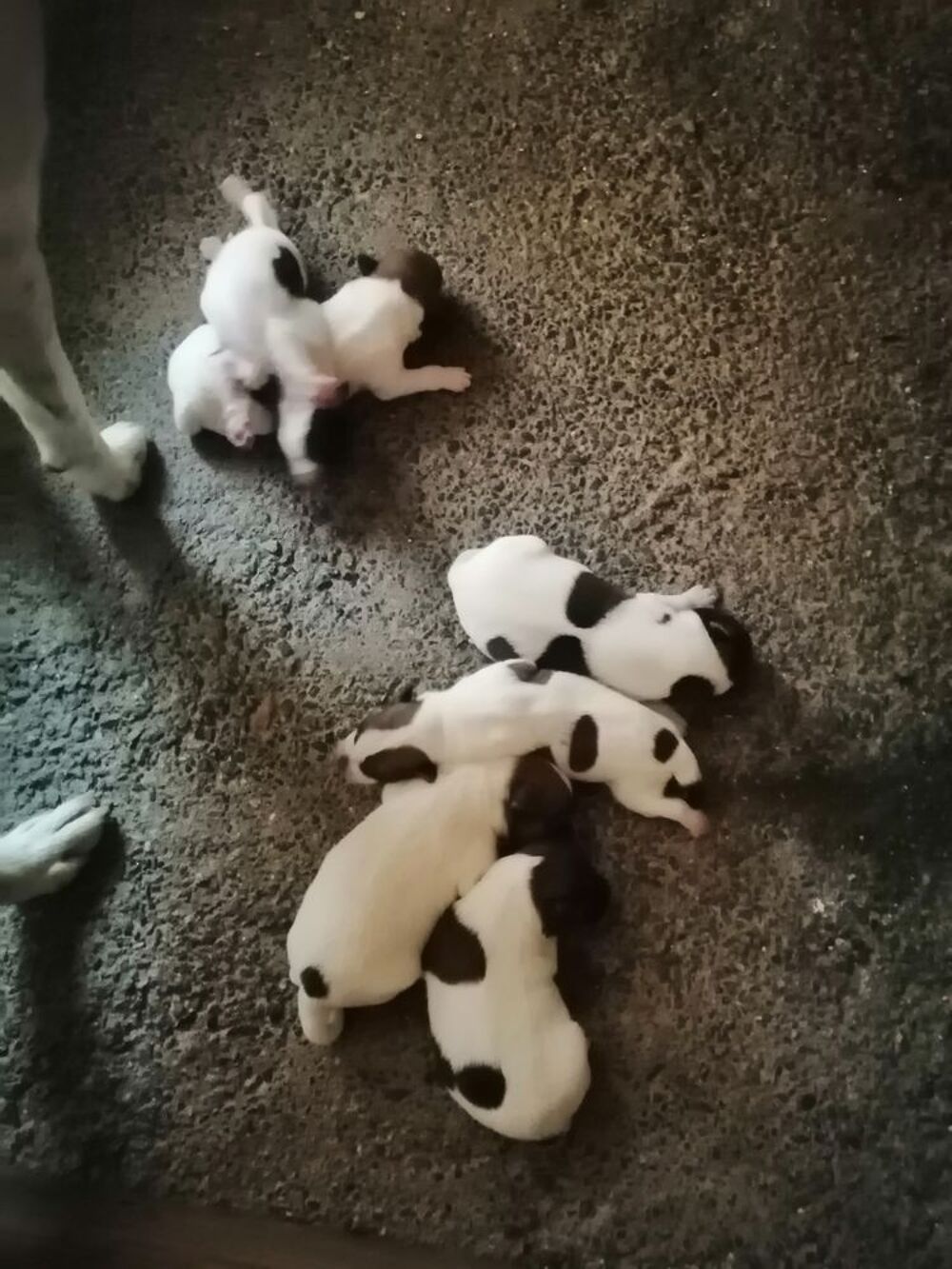   fox-terrier à poil lisse  