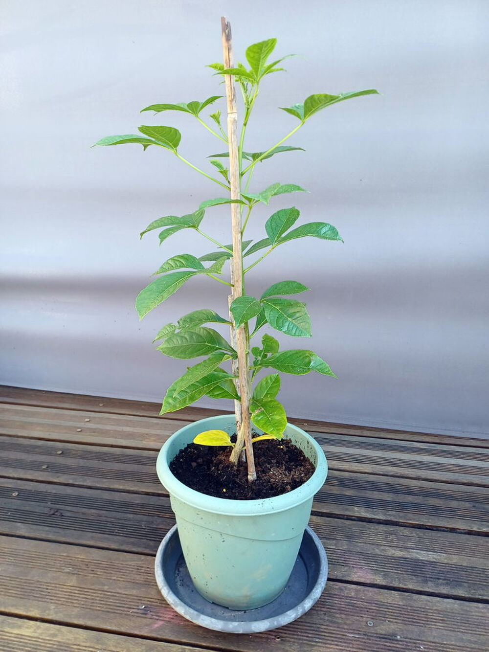 Majestueux BAOBAB hauteur 85cm Jardin