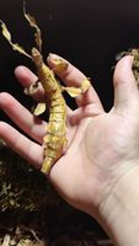    Phasme scorpion/ Exatostoma tiaratum
Plusieurs stade dispo 