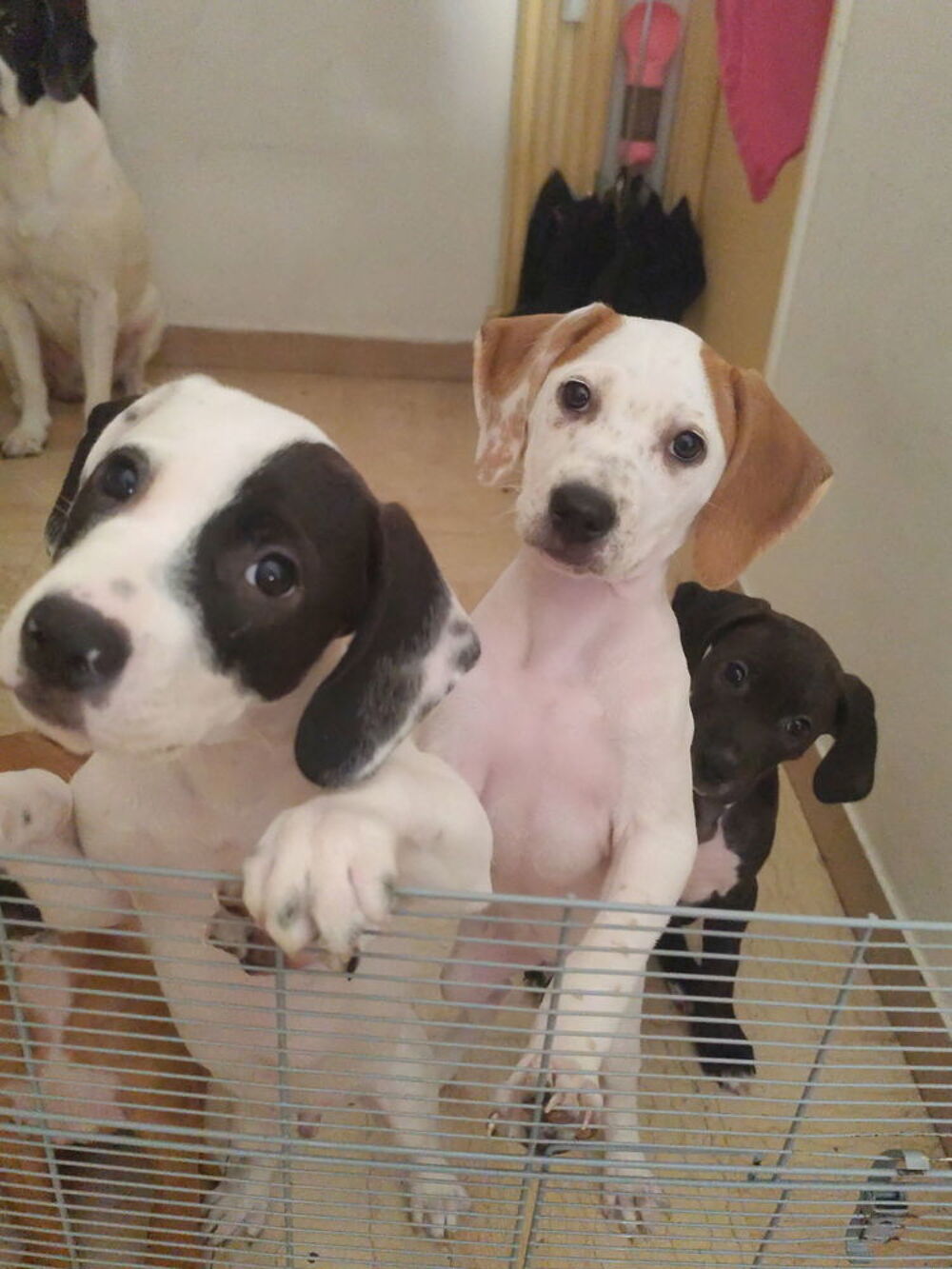   chiot 