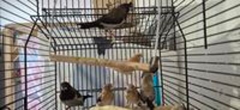   Lot oiseaux de volière  