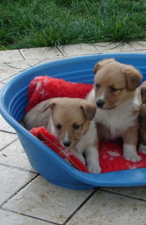 Chiots Croisés Corgi Shetland 500 77320 Frtoy