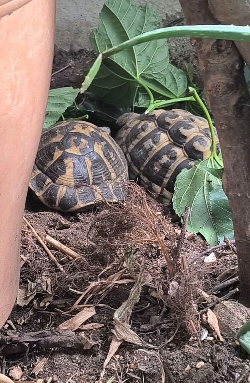   Tortues de terre adulte et juvénile  