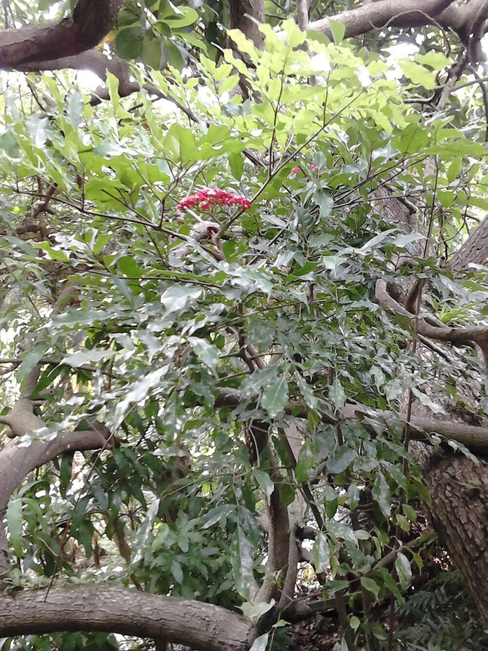 Plantes d&eacute;coratives et d&eacute;polluantes Jardin