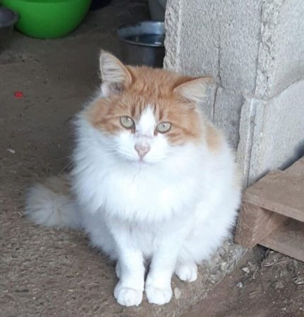   BARAK  