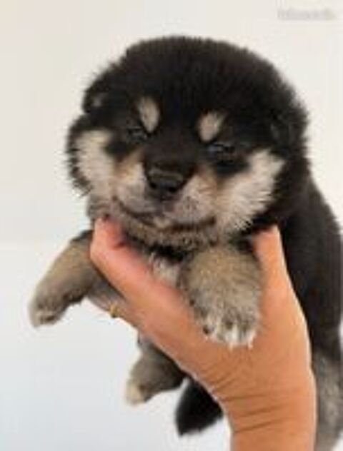   Shiba Inu LOF d'exception – Prestigieuses origines japonaises – Hautes lignées – Beauté, caractère et qualité 