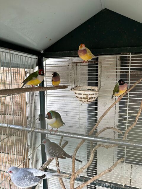 diamants de gould 50 31380 Montastruc-la-conseillre