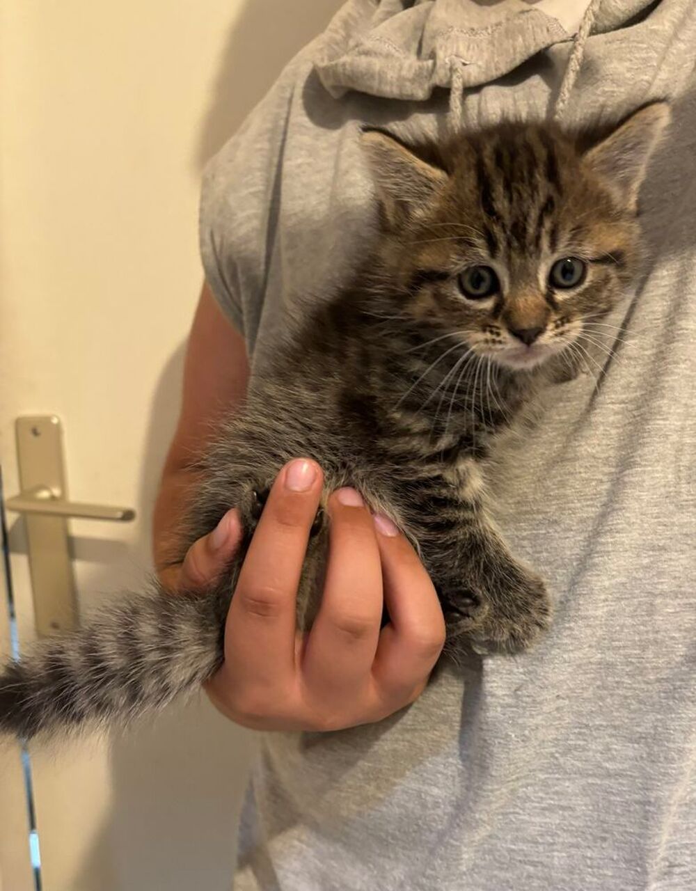   Chaton 