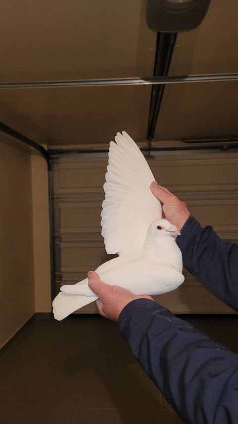 Pigeons blancs pour événement 
Par ex. Mariage 80 91600 Savigny-sur-orge