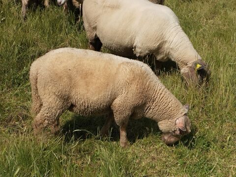 Agneau 180 42140 Grammond