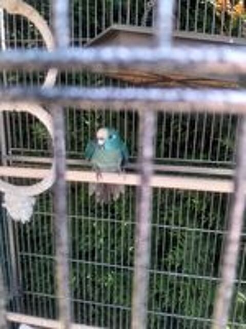   Kakarikis Bleu  