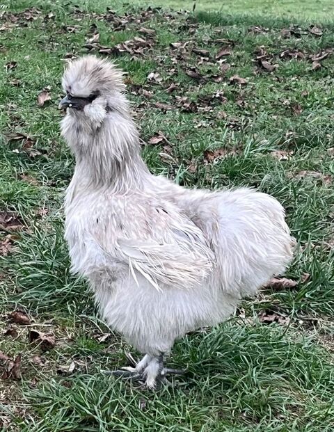 Coqs de race Poule Soie 15 24100 Bergerac