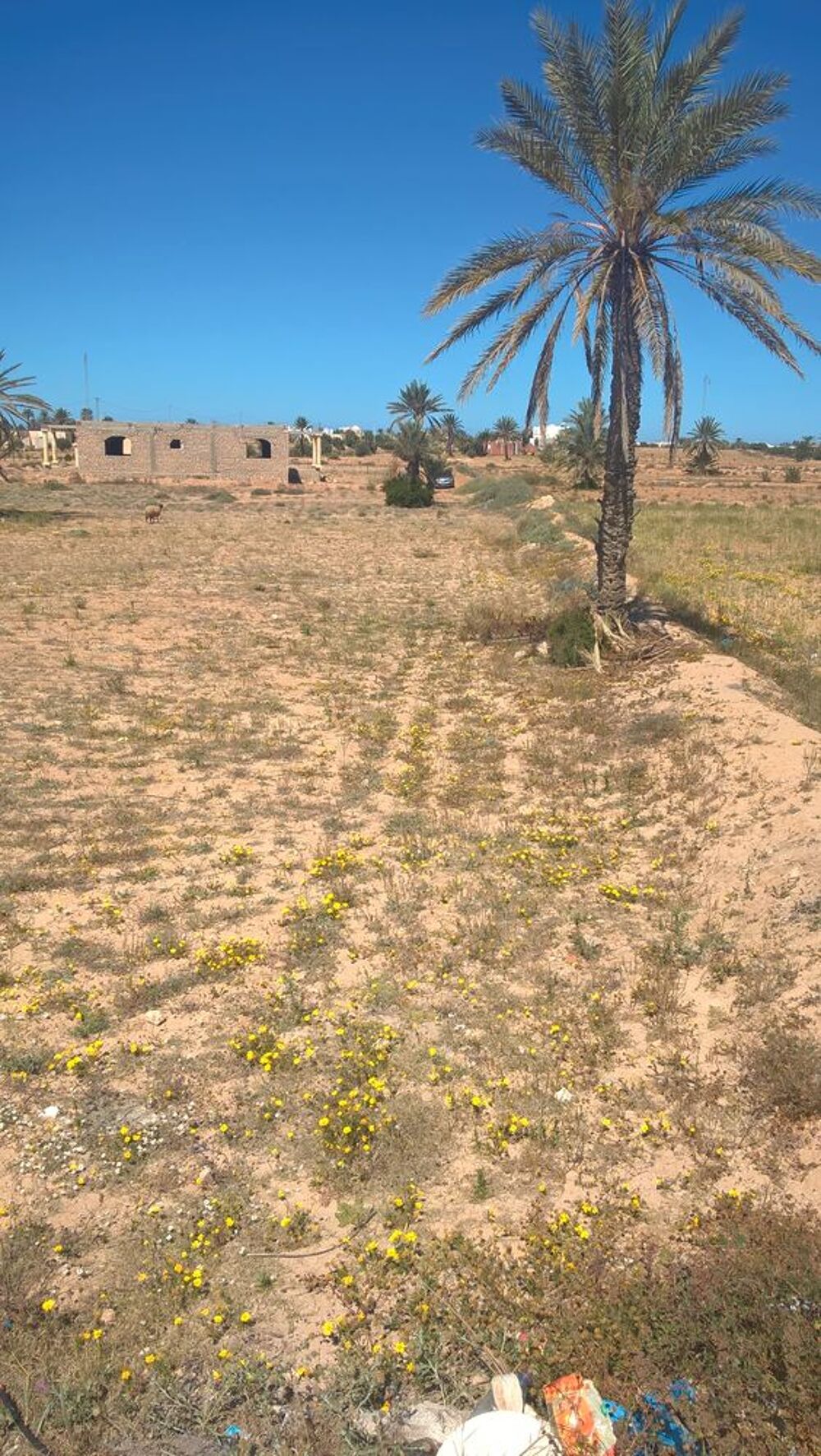 Vente Terrain ? Île de Djerba ? Sidi Jmour Mellita, tunisie (Tunisie)